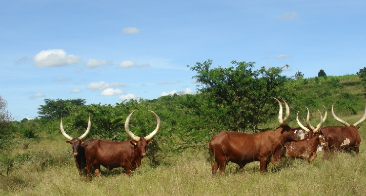 BunyoroCow