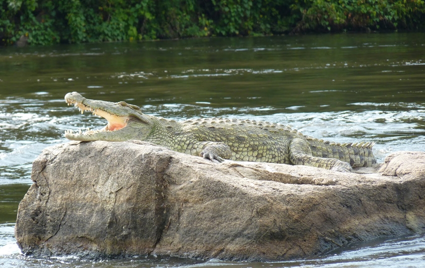 Murchison_Falls_crocodile