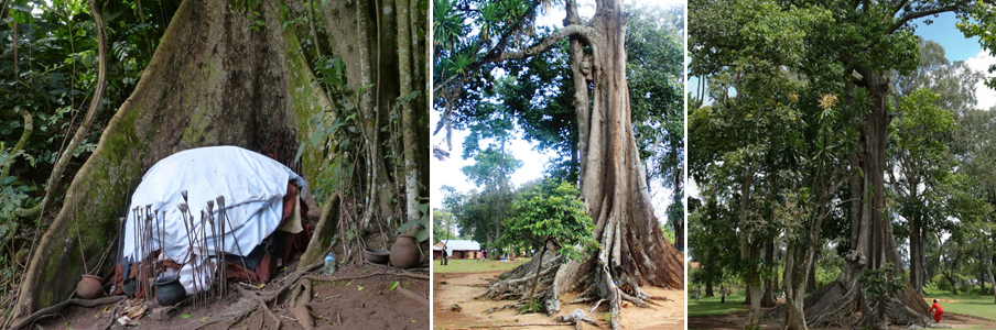 nakiyima-tree-mubende